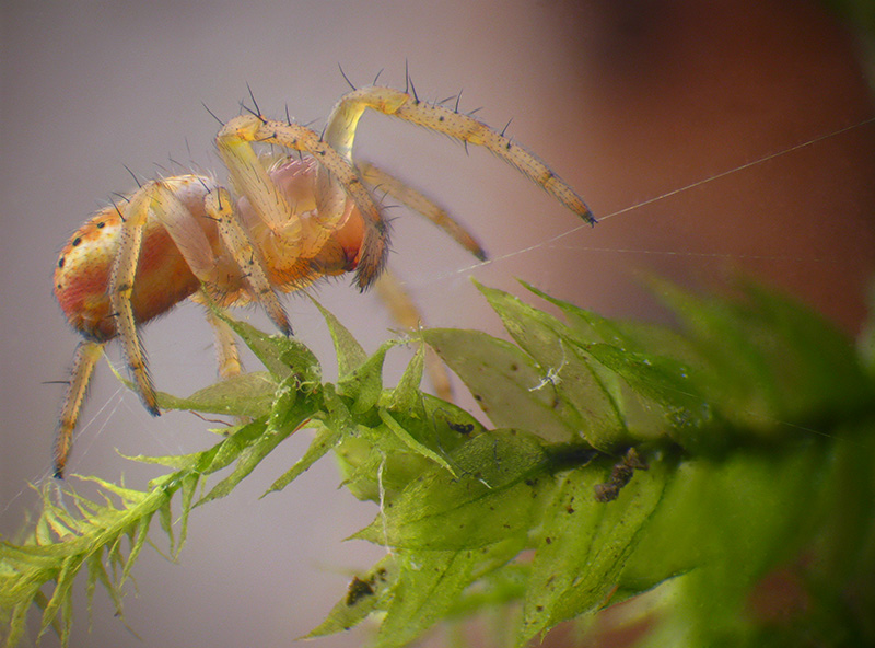 Araniella sp. immaturo?